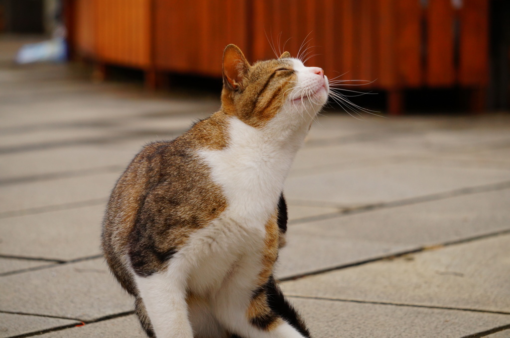 にゃんこ
