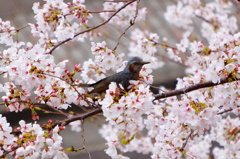 ヒヨドリと桜