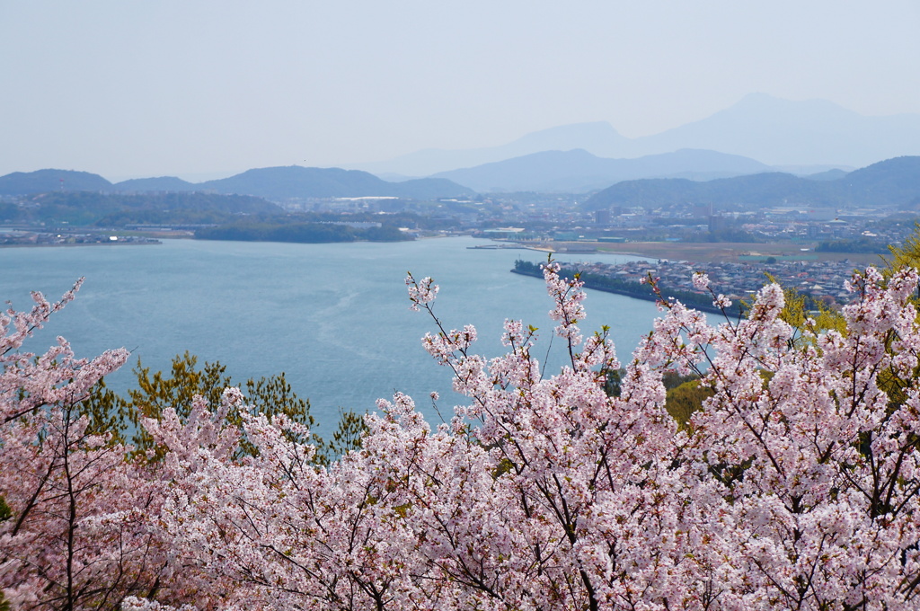 大村湾と桜