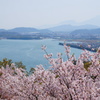 大村湾と桜