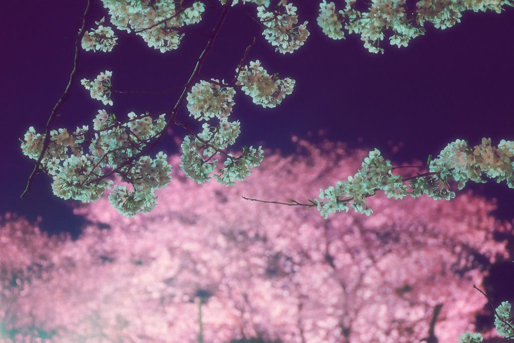 夜桜