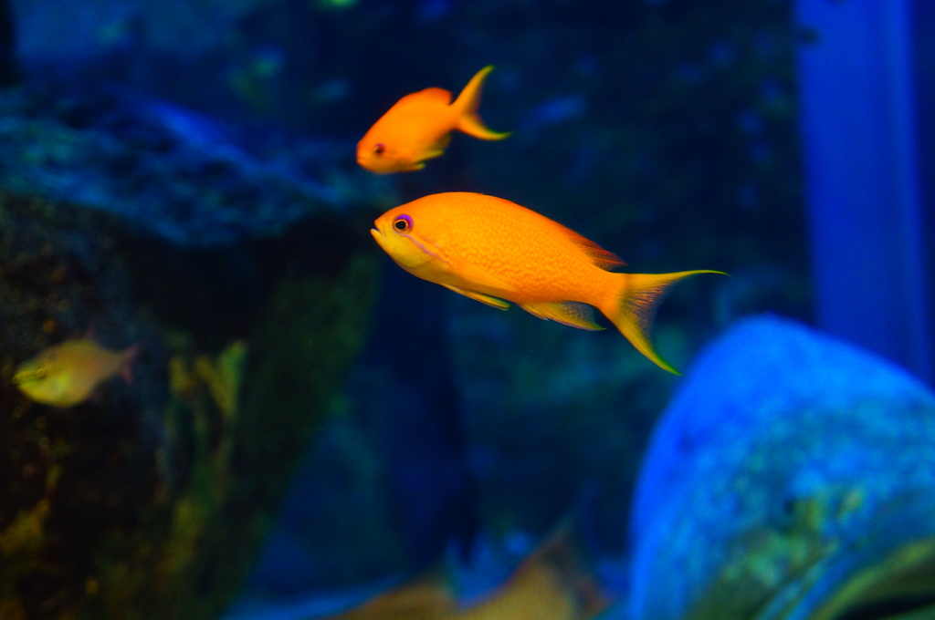 魚
