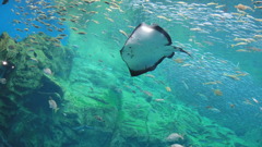 海きらら　