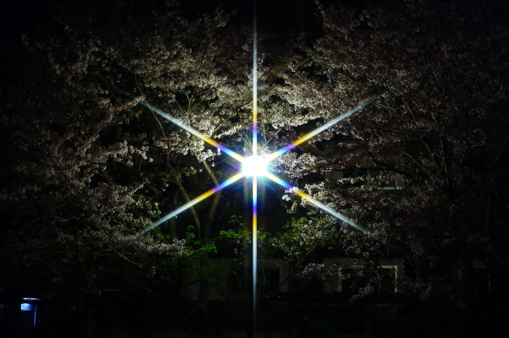 公園の夜桜