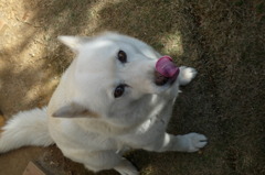 愛犬　アキ２