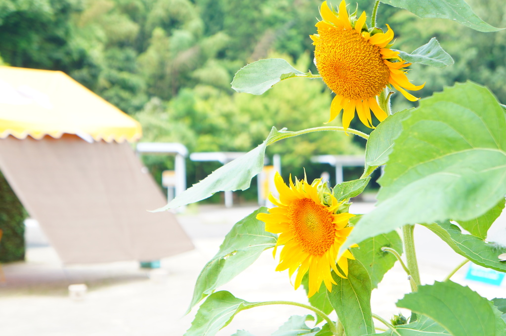 ひまわり