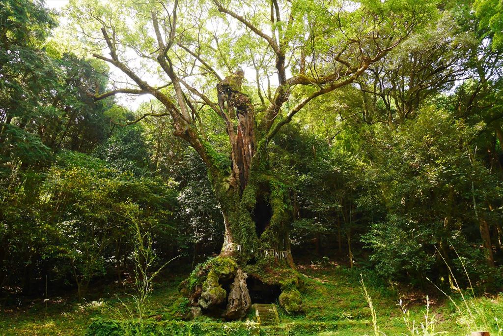 武雄神社　御神木