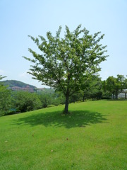 長崎　西海橋公園