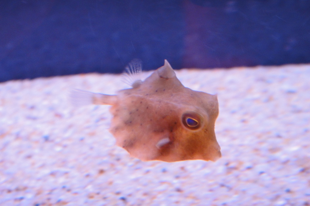 長崎ペンギン水族館１