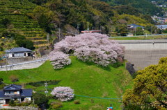 丘の上の桜