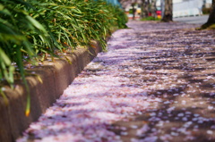桜の天然カーペット