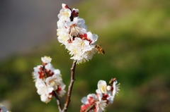 梅と蜜蜂