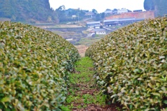 鬼木の茶畑