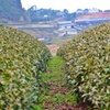 鬼木の茶畑