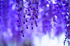 藤園の花