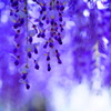 藤園の花