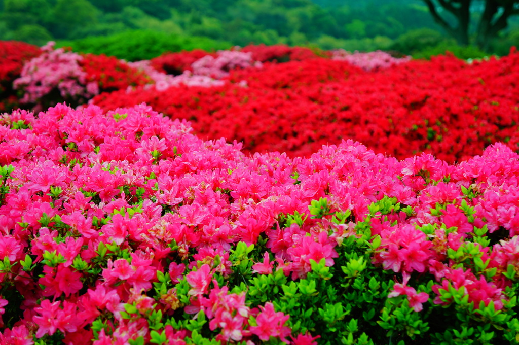 長串山　つつじまつり