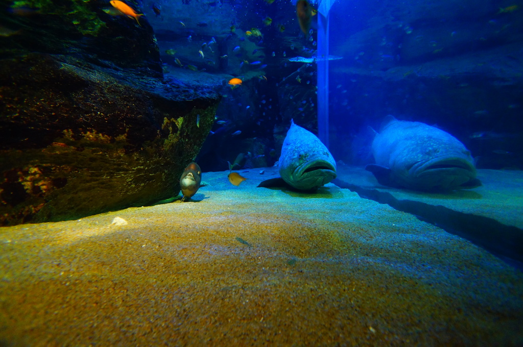 水族館