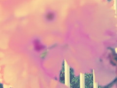 PowerShot N　クリエイティブショット
