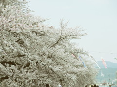 満開