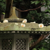 散りゆく