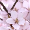 開花