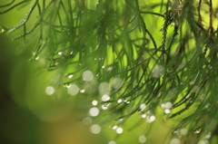 雨上がり