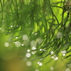 雨上がり