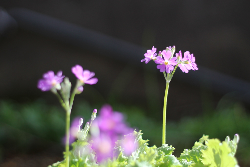 桜草　単焦点レンズ初撮り