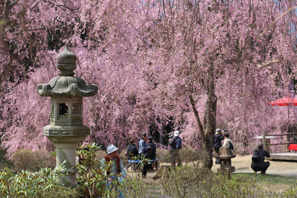 高見の郷　天空の庭