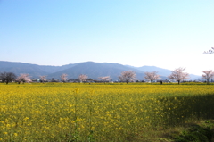 菜の花と三輪山