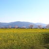 菜の花と三輪山