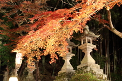 紅葉 　ライトアップ　2