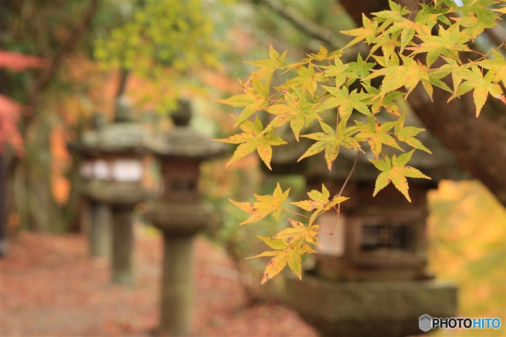 紅葉　談山神社-2