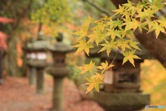 紅葉　談山神社-2