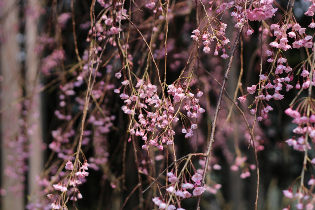 枝垂れ桜　花びら-2