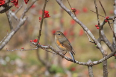 木瓜　ルリビタキ♀　1