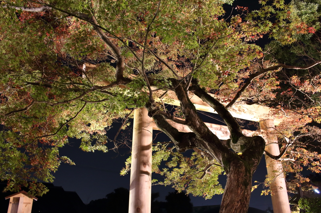 鳥居と紅葉-2