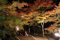 紅葉 ライトアップ　1