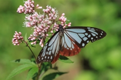 アサキマダラ-1