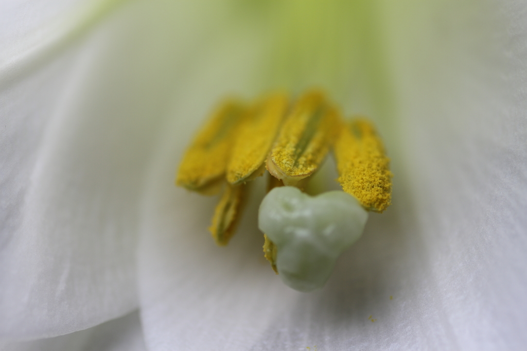 ユリ　花芯