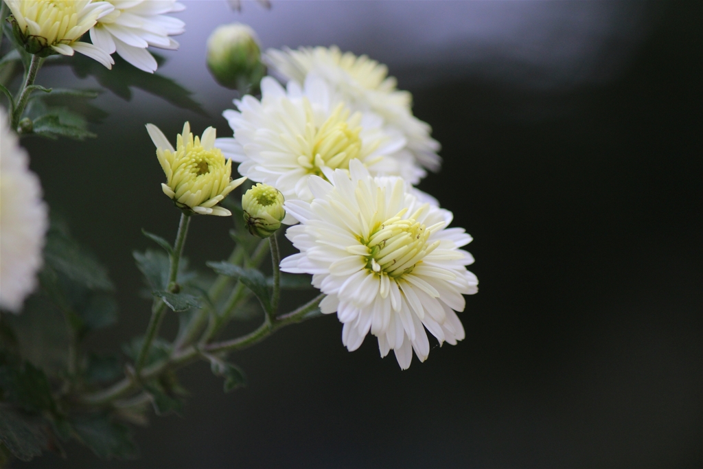 小菊