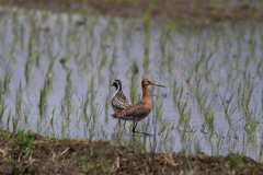 ムナグロ　オグロシギ　