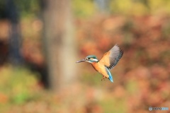 カワセミ　ホバリング中-2