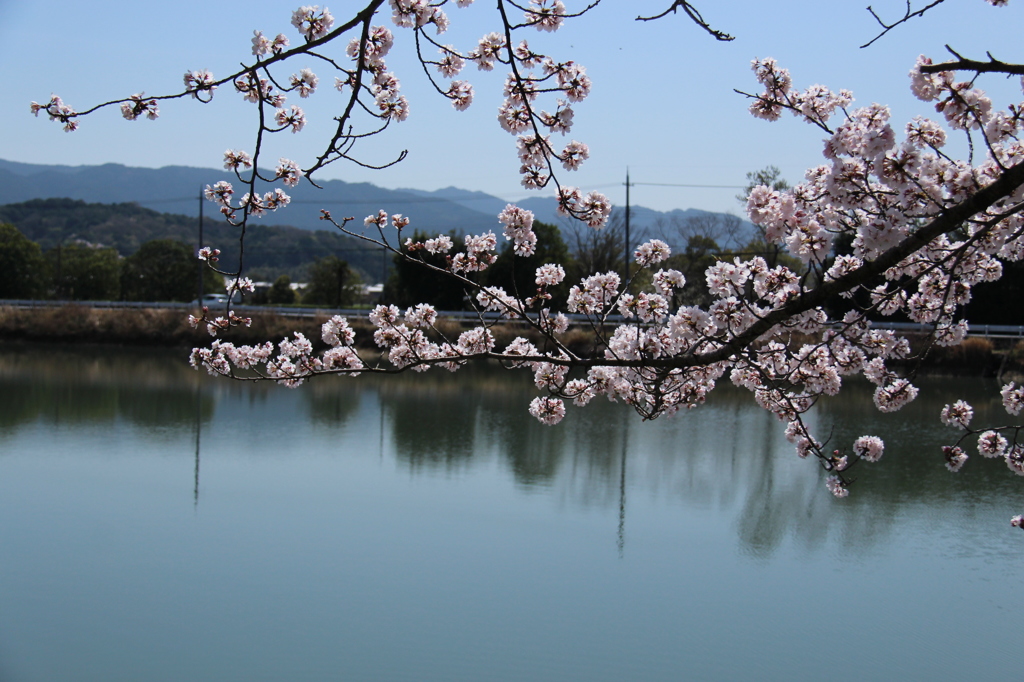 池と桜