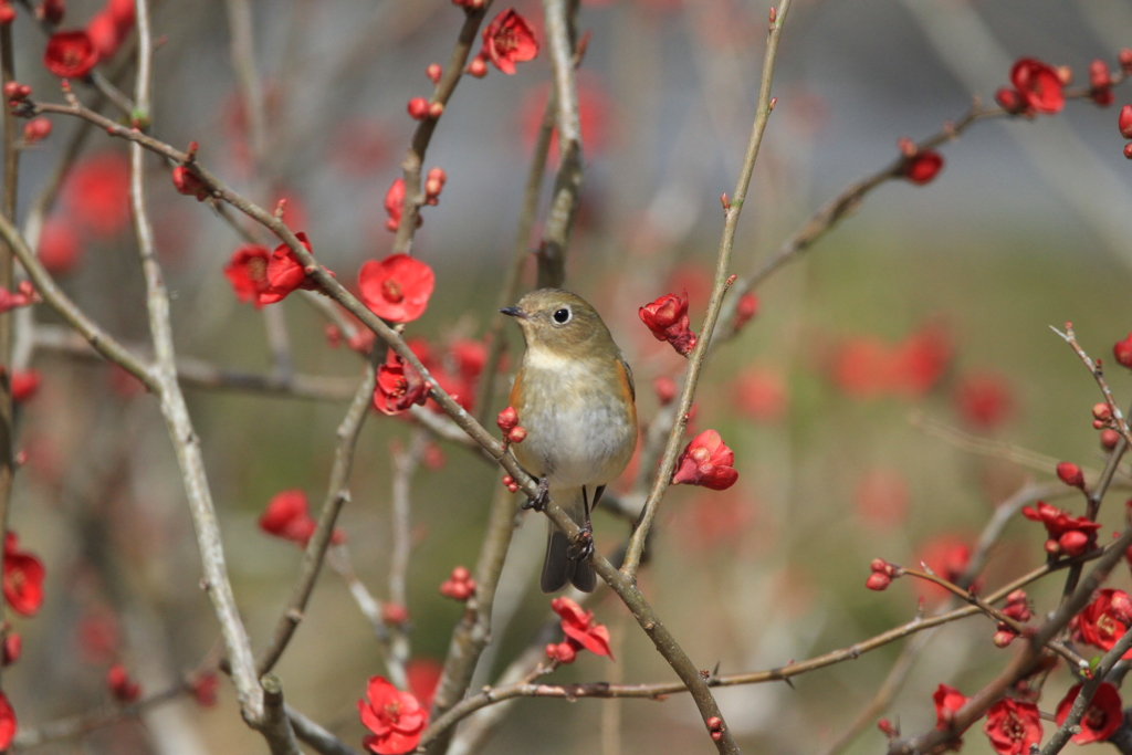 木瓜　ルリビタキ♀　2