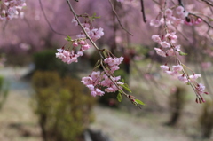 枝垂れ桜　花びら-1