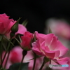 薔薇　3