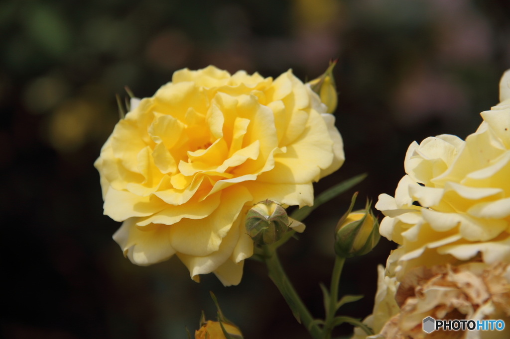 薔薇　2
