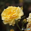 薔薇　2